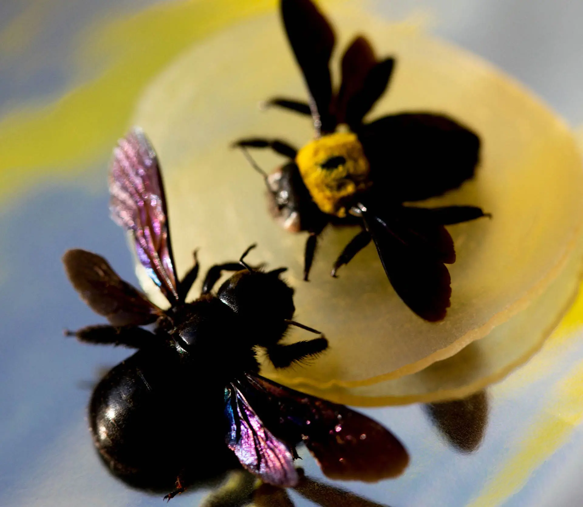 Atmos Vol. 5 Hive Is a Candid Portrait of Nature in Collaboration