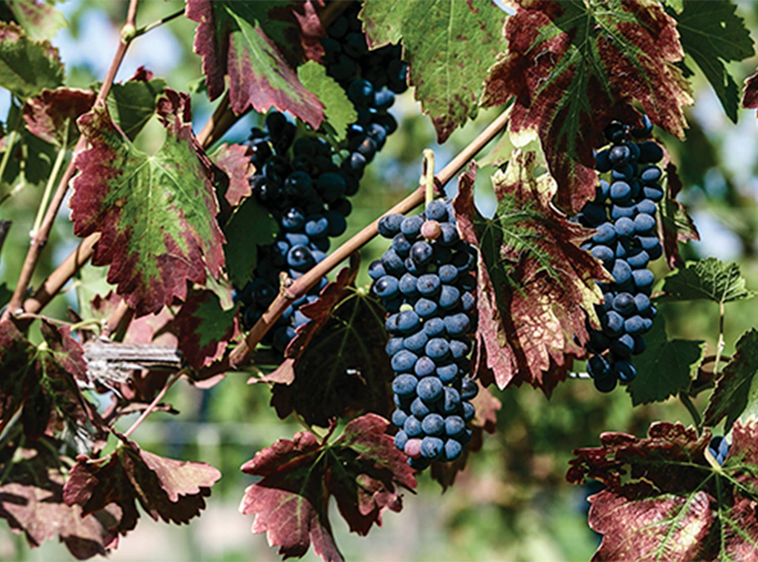 The wine route