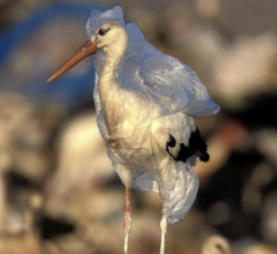 Stay Plastic Free: The New Environmental Initiative by AHL Founder Ben Pundole